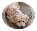 Small #1 Breeder Profile image