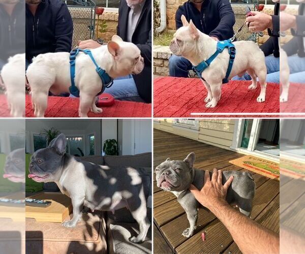 Medium Photo #1  Breeder Profile in REDWOOD CITY, CA, USA