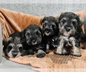 Schnauzer (Miniature) Dog Breeder in GOSHEN,  USA