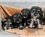 Small breeder photo