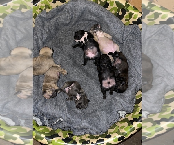 Medium Photo #1  Breeder Profile in MATTHEWS, NC, USA