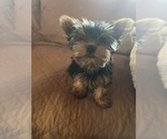 Small breeder photo
