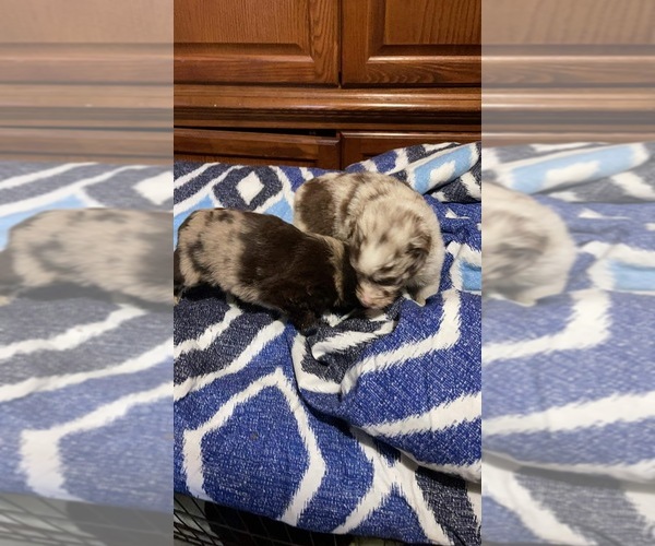 Medium Photo #1  Breeder Profile in COUNTYLINE, NC, USA