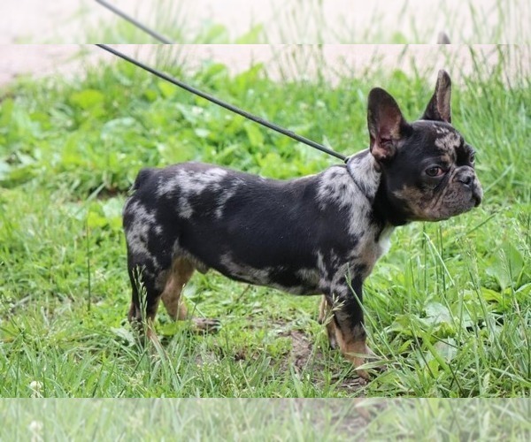Medium Photo #1  Breeder Profile in KANSAS CITY, MO, USA