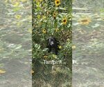Small #6 Breeder Profile image