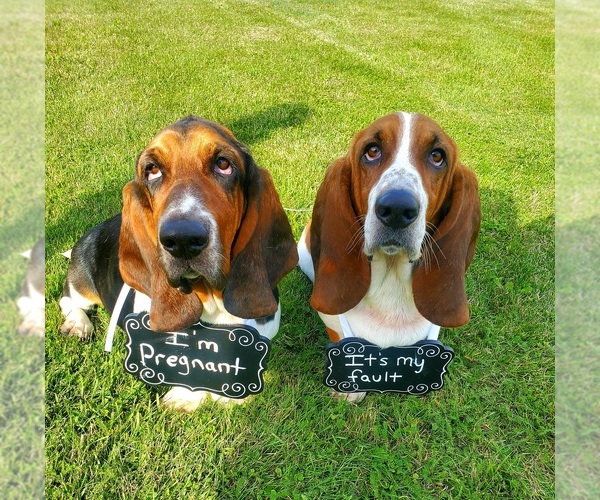 Medium Photo #1  Breeder Profile in MARKESAN, WI, USA