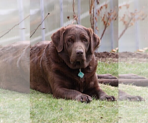 Medium Photo #14  Breeder Profile in HYDE PARK, VT, USA