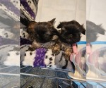 Small #3 Breeder Profile image