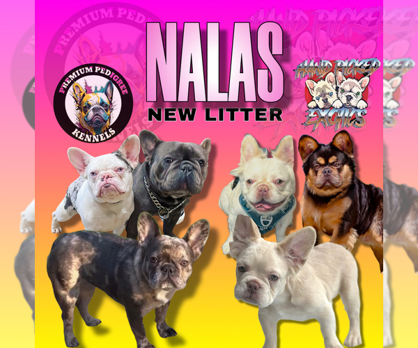 Medium Photo #1  Breeder Profile in HOUSTON, TX, USA