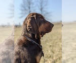 Small breeder photo