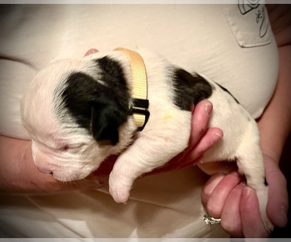 Medium Photo #10  Breeder Profile in FORT MITCHELL, AL, USA