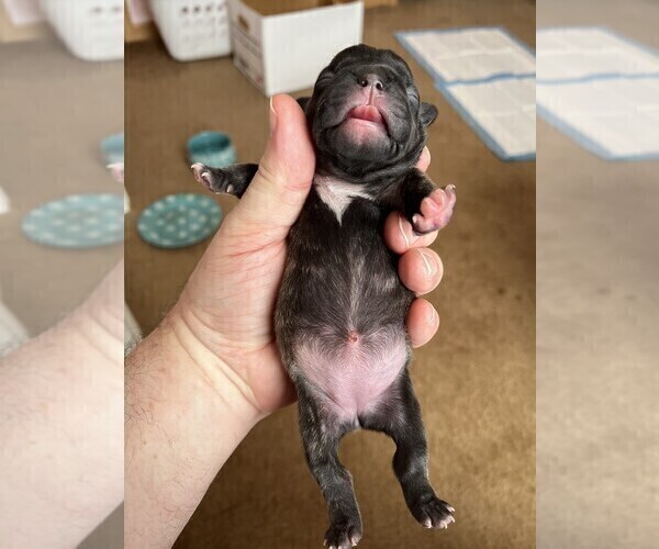 Medium Photo #8  Breeder Profile in AKRON, OH, USA
