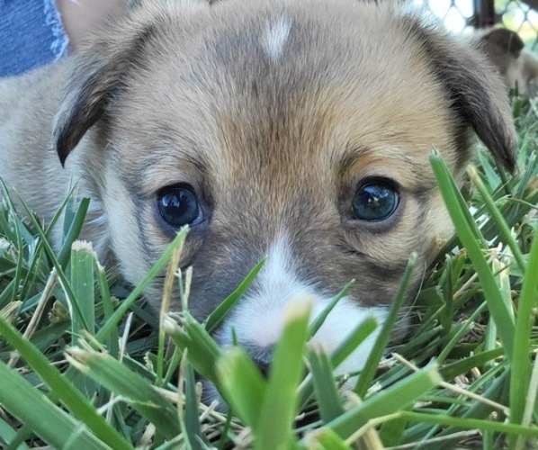 Medium Photo #38  Breeder Profile in AMERICUS, KS, USA