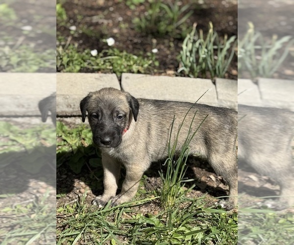 Medium Photo #11  Breeder Profile in HUSTONVILLE, KY, USA