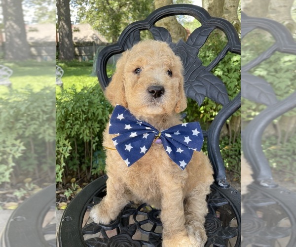 Medium Photo #1  Breeder Profile in GERMANTOWN, TN, USA