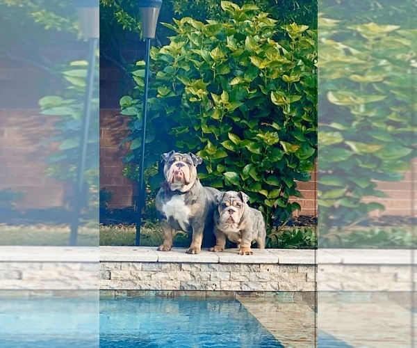 Medium Photo #1  Breeder Profile in CYPRESS, TX, USA