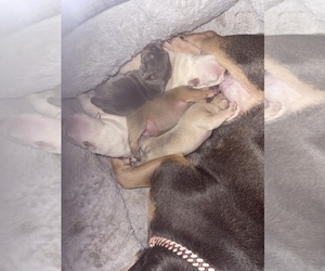 French Bulldog Dog Breeder near Luton, Bedfordshire (England), United Kingdom