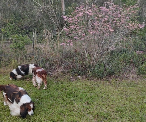 Medium Photo #4  Breeder Profile in GLEN SAINT MARY, FL, USA