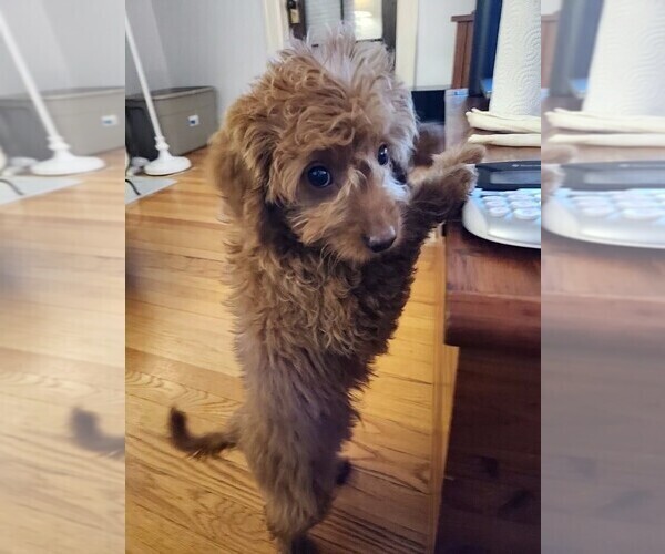Medium Photo #8  Breeder Profile in GRAND RAPIDS, MI, USA