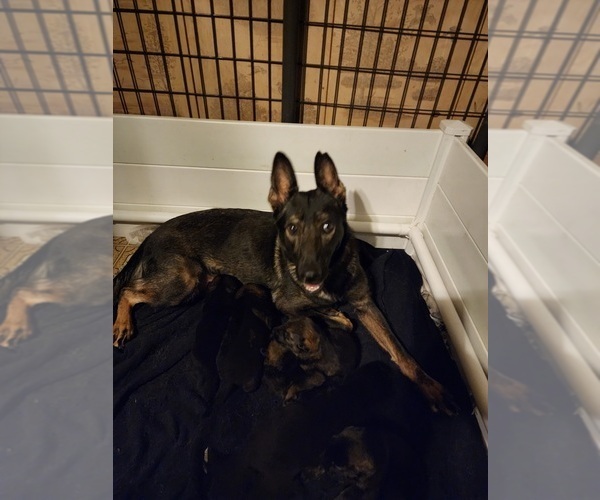 Medium Photo #3  Breeder Profile in TOLONO, IL, USA