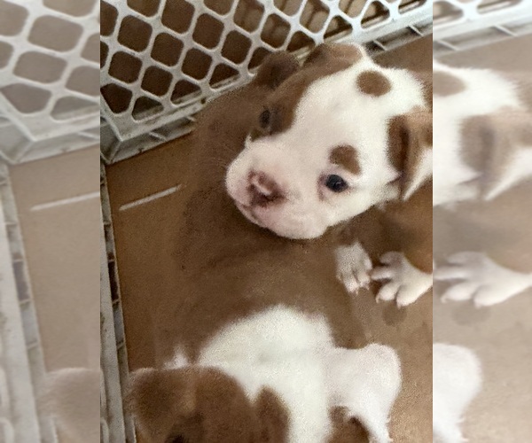 Medium Photo #2  Breeder Profile in HAMMOND, IN, USA