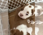 Small #1 Breeder Profile image