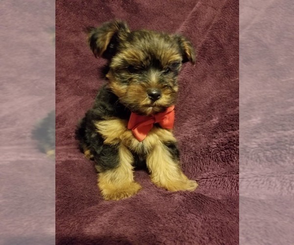 Medium Photo #8  Breeder Profile in BELLEVILLE, IL, USA