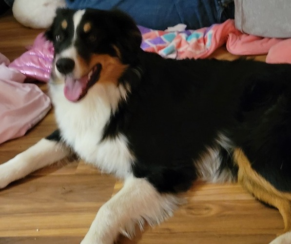 Medium Photo #1  Breeder Profile in MAYSVILLE, WV, USA