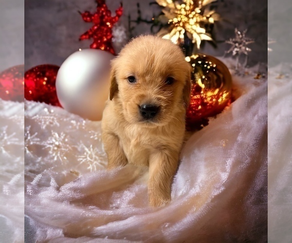 Medium Photo #30  Breeder Profile in NEOLA, WV, USA