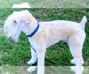 Main photo of Soft Coated Wheaten Terrier Dog Breeder near ACTON, TX, USA