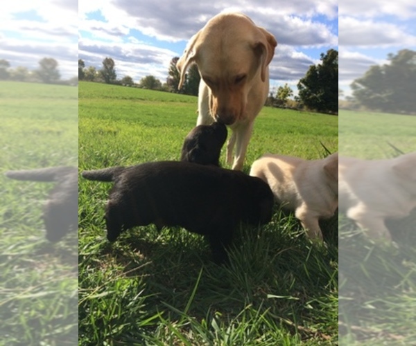 Medium Photo #1  Breeder Profile in IMLAY CITY, MI, USA