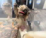 Small #8 Breeder Profile image