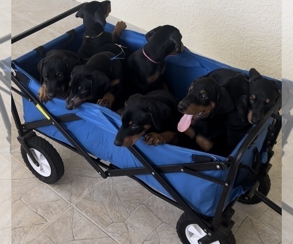 Medium Photo #2  Breeder Profile in CLAIR MEL, FL, USA