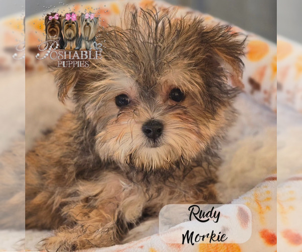 Medium Photo #8  Breeder Profile in ELMHURST, IL, USA