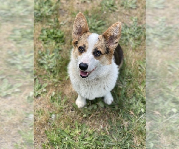 Medium Photo #3  Breeder Profile in WOODLAND, WA, USA