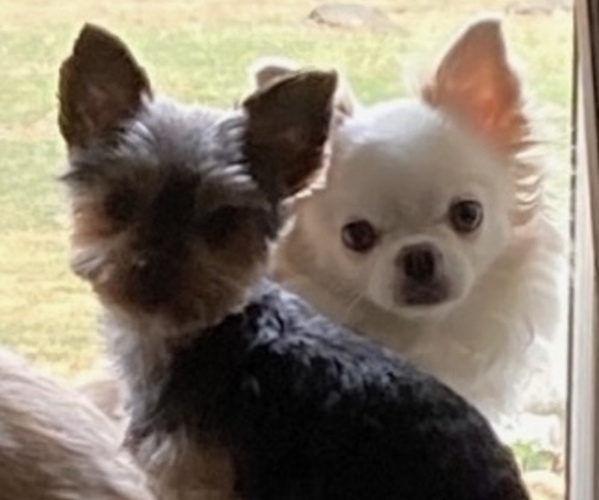Medium Photo #3  Breeder Profile in NAPERVILLE, IL, USA