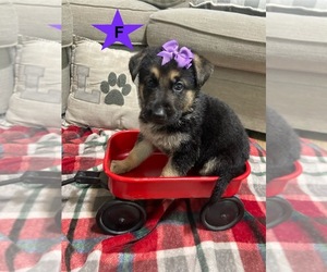German Shepherd Dog Dog Breeder near ALACHUA, FL, USA