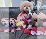 Small #26 Breeder Profile image