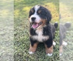 Small #6 Breeder Profile image