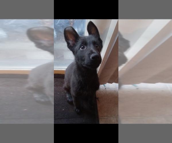 Medium Photo #6  Breeder Profile in MIDDLETOWN, CT, USA