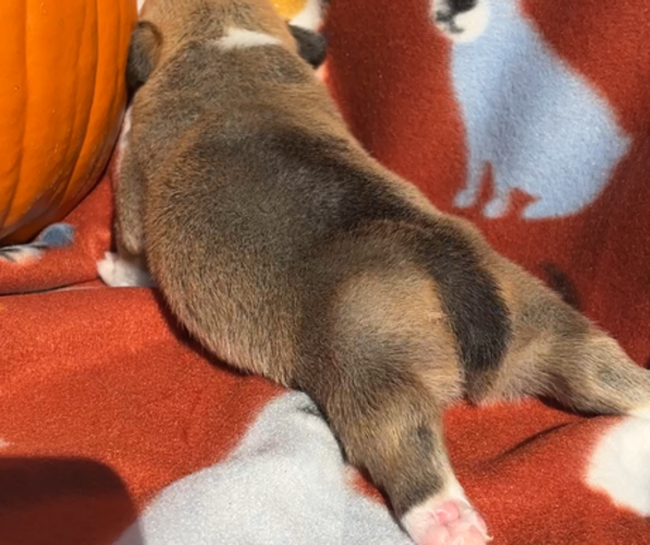 Medium Photo #12  Breeder Profile in MIDLOTHIAN, TX, USA