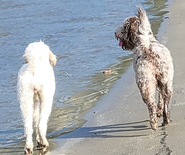 Medium Photo #35  Breeder Profile in PASCO, WA, USA