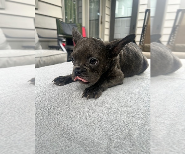 Medium Photo #8  Breeder Profile in FORT WAYNE, IN, USA