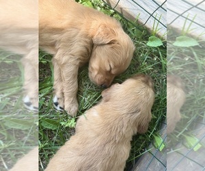 Golden Retriever Dog Breeder near ROCHESTER, MN, USA