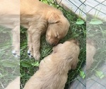Small breeder photo