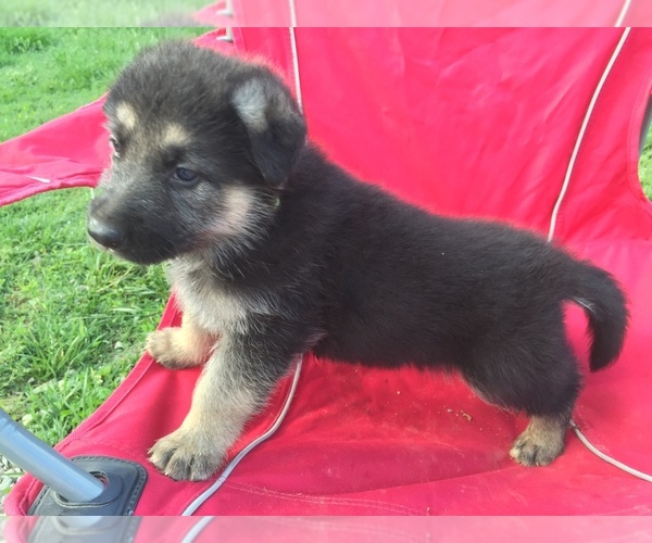 Medium Photo #1  Breeder Profile in GLASGOW, KY, USA