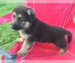 Small breeder photo