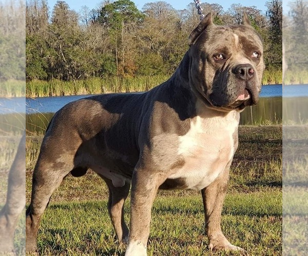 Medium Photo #1  Breeder Profile in SANFORD, FL, USA