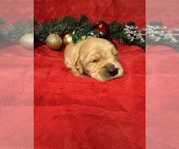 Medium Photo #3  Breeder Profile in LANDRUM, SC, USA