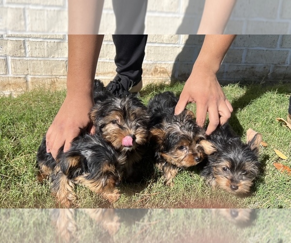 Medium Photo #1  Breeder Profile in BROOKLAND, AR, USA
